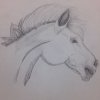 horse sketch.JPG