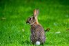 Cottontail-rabbit-Shutterstock.jpg.aspx.jpeg