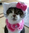 Hello Kitty Cat Clothing.jpg