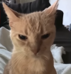 CatMad.png