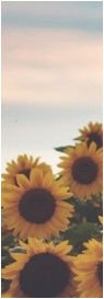 sunflowers_and_the_sky_f2u_by_gentie_giant_db7y1oh-fullview.jpg