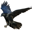 Flying-American-Crow-PNG-HD-Image.png