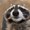 raccoon-meme.gif
