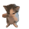 kucing-scuba-scuba-cat.gif kucing-scuba-scuba-cat.gif