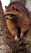 Susan_C_Morse_raccoon_sum16_1_400_691_65.jpg