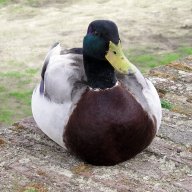 DuckKarma